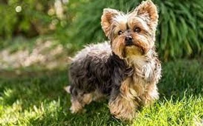 TierrasdelNorte - Mascotas Permitidas