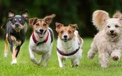 EdificioBulnesCavancha - 
                                    Mascotas Permitidas                                