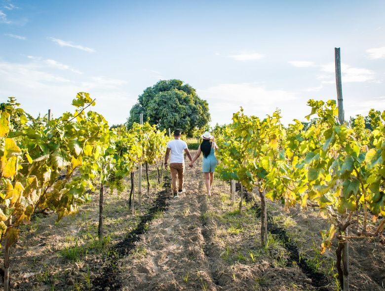 Glamping Toneles y Viñedos