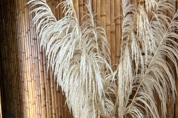 Cabaña Tangara Real