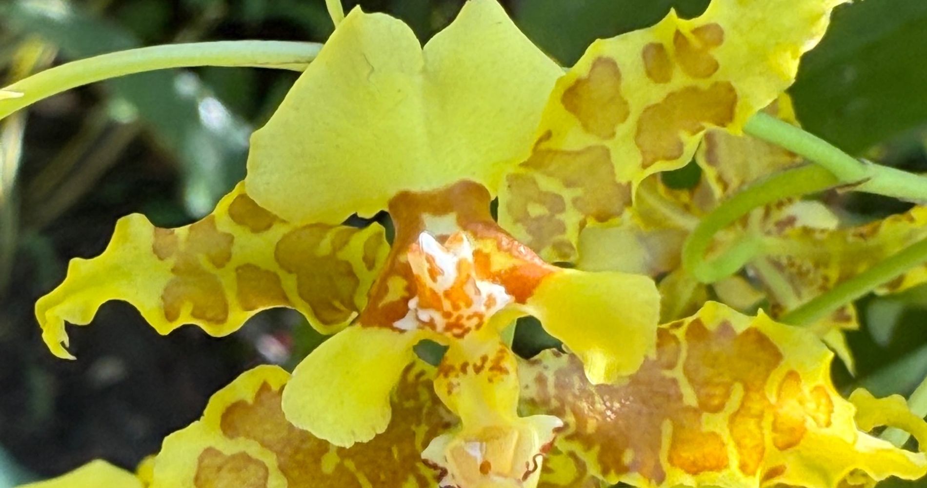 Hotel Tortuguero Beachfront
