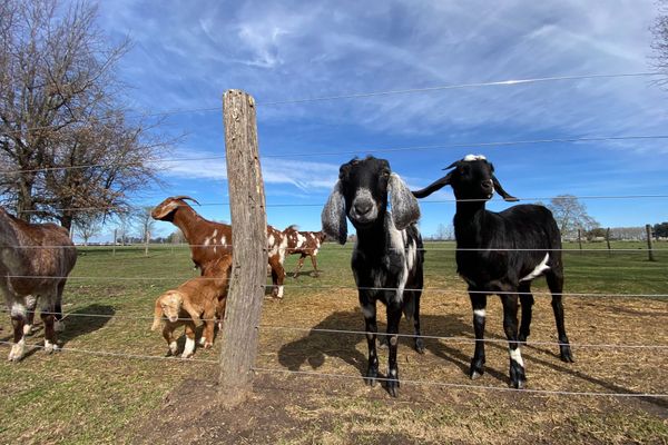 Día de campo Gaucho