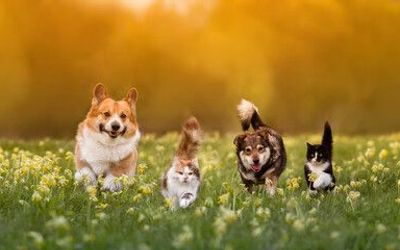 HotelEmpresarial - 
                                    Mascotas Permitidas                                