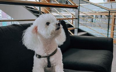 QuintoCentenarioHotel - Pet friendly