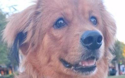 CRISTALHOTEL93c - MASCOTAS PEQUEÑAS