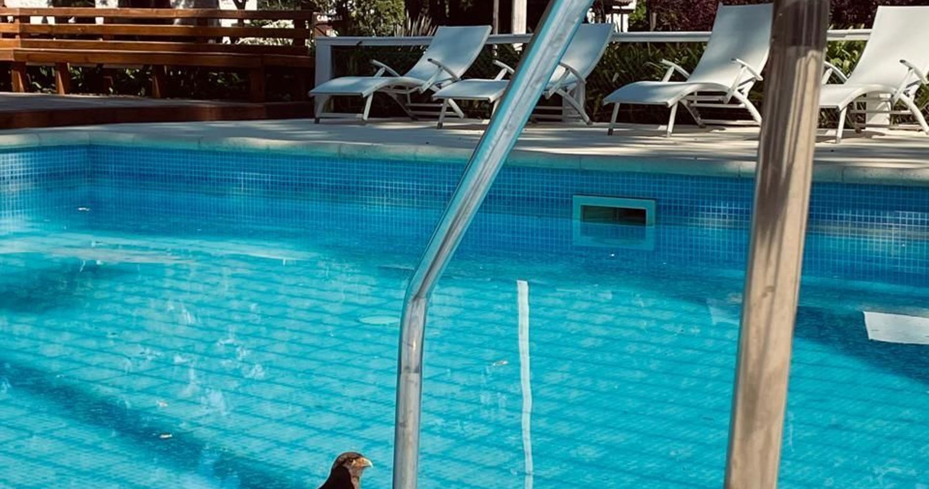 Miradores del Bosque Apart Spa