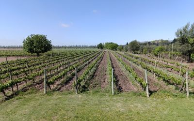 PosadaCavieres - Viñedos y Olivares