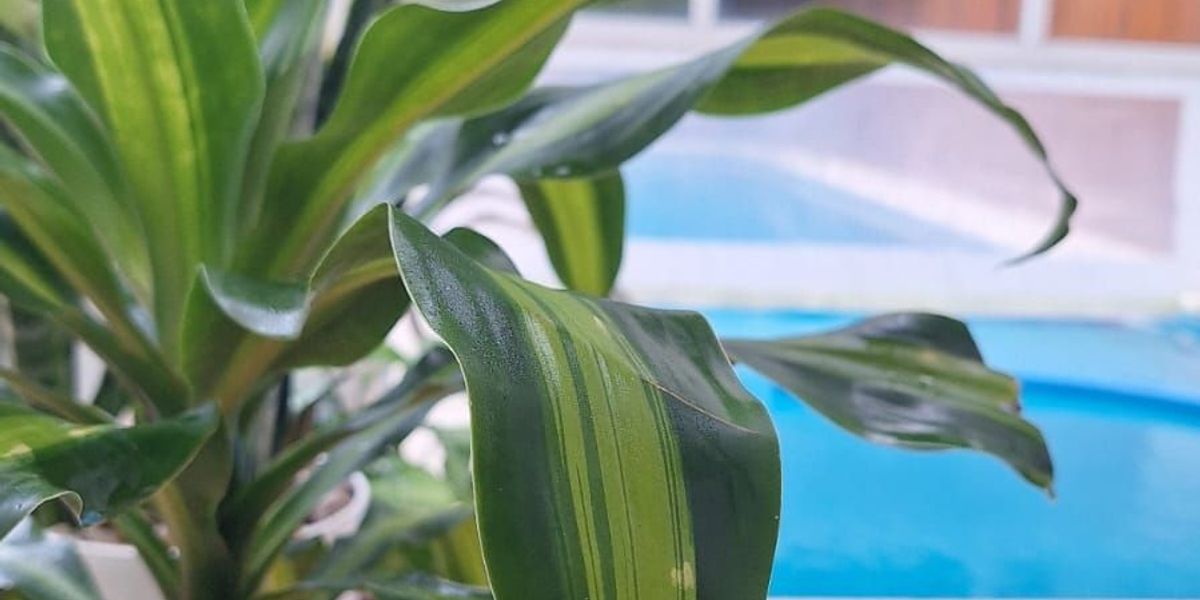 Apart Hotel Valeria Playa 