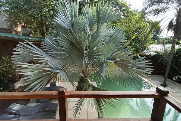 Habitación Suite Vista Selva