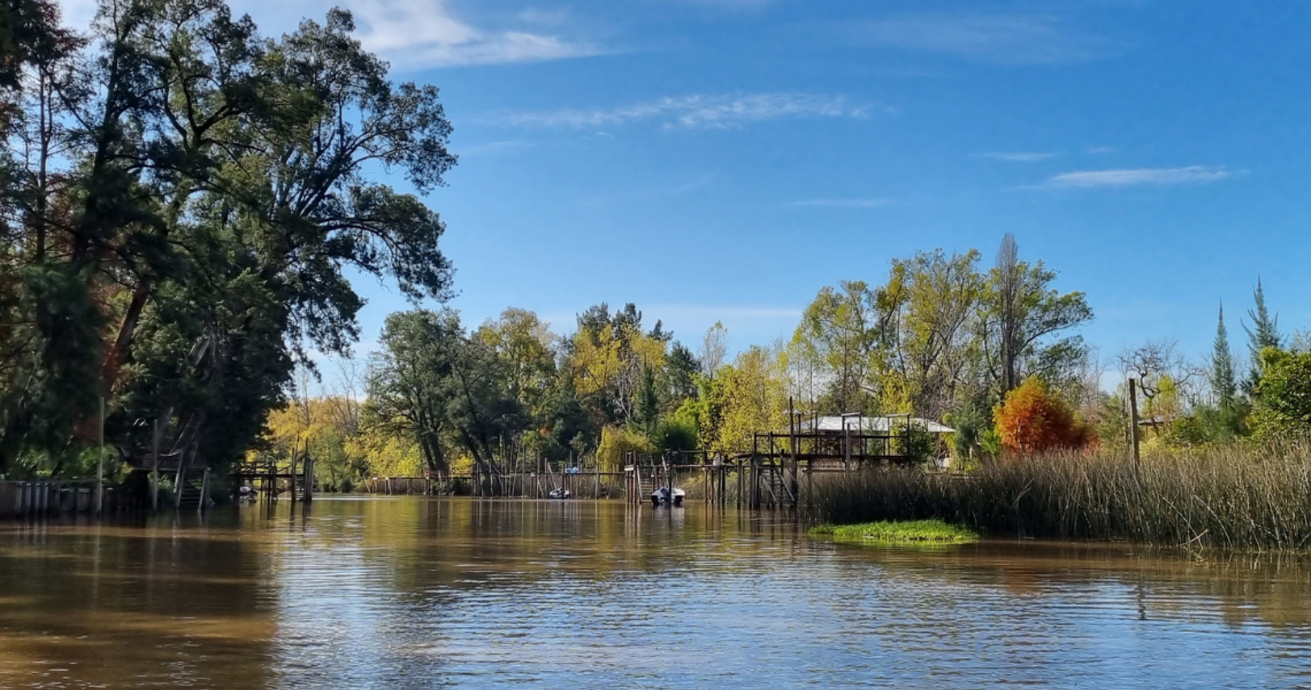 Bosque de Bohemia Delta Tigre