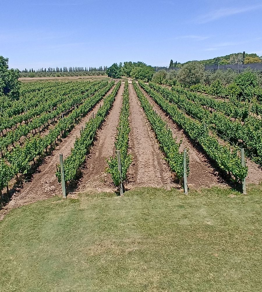 Posada Cavieres Wine Farm