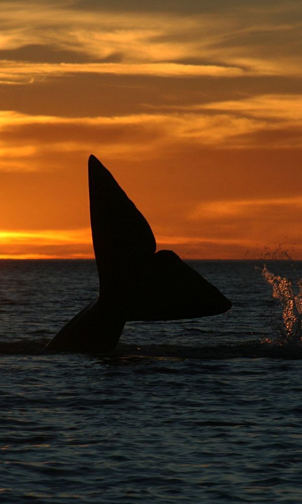 Rayentray Las Restingas Hotel de Mar