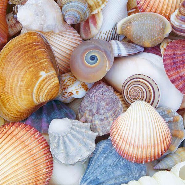 Bahia Caracoles  Apart Hotel