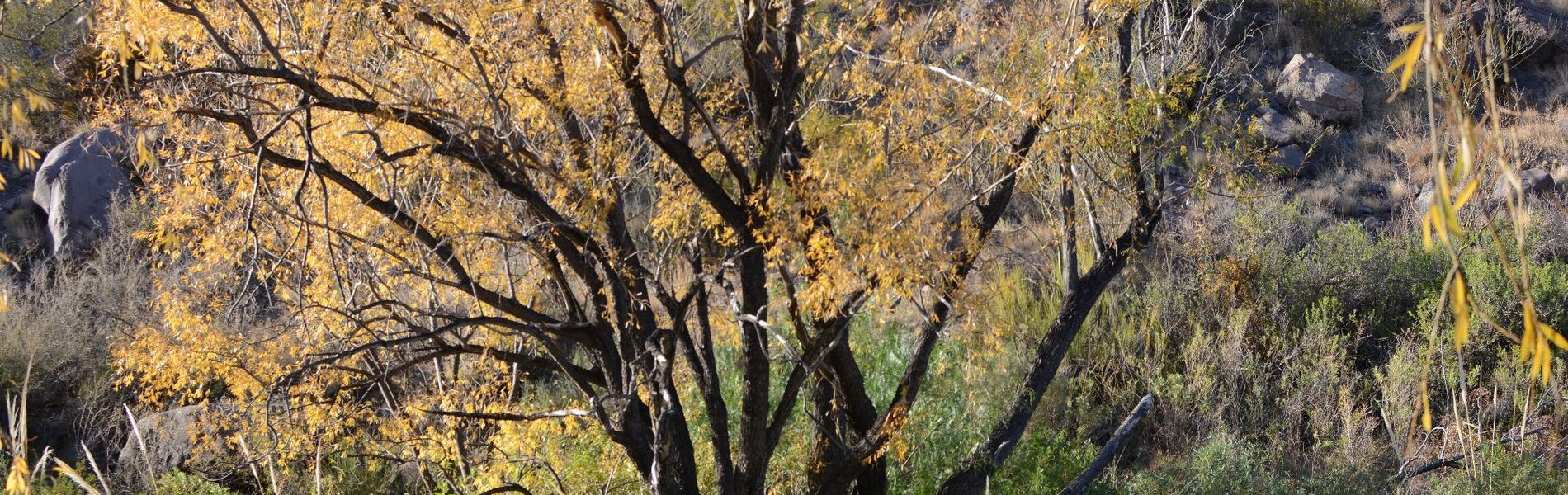 Cabañas Carü Leufu