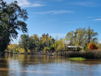 Bosque de Bohemia Delta Tigre