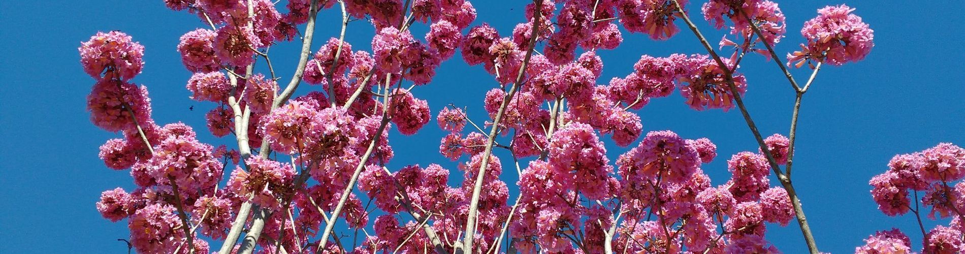 Complejo Termal El Sauce