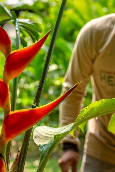 Heliconia Amazon River Lodge