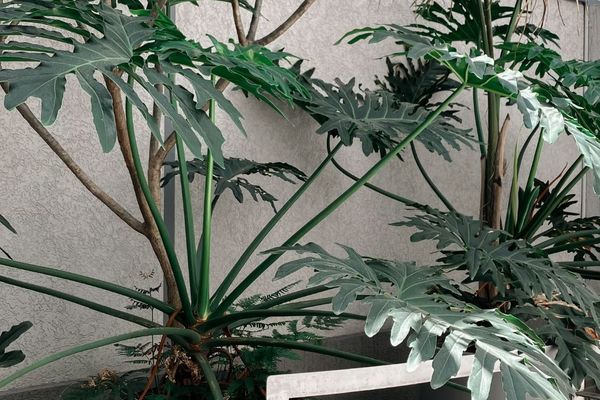 Foxtrot Suites en el centro de Salta