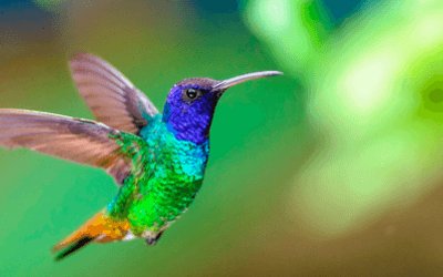 FaroColibri - Avistamiento de aves