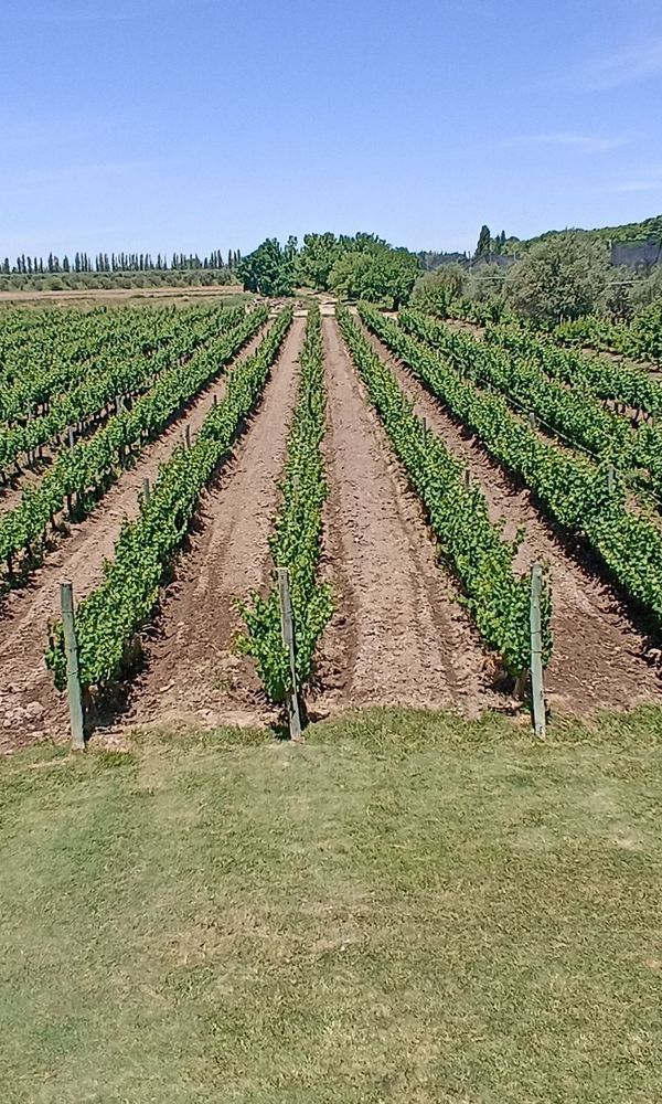 Posada Cavieres Wine Farm