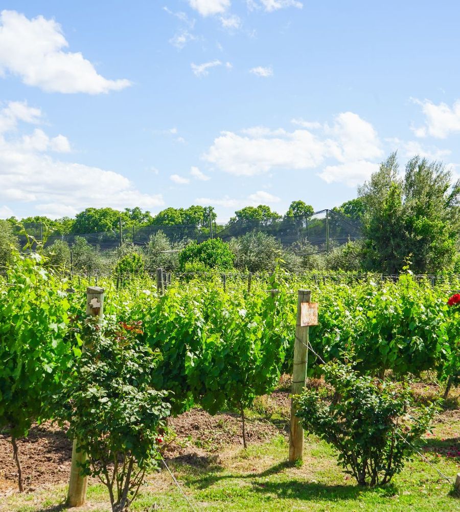 Posada Cavieres Wine Farm