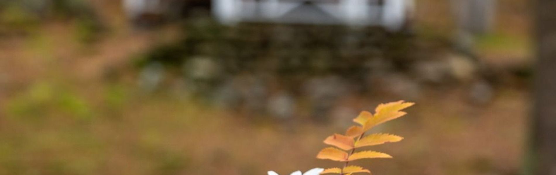 Cabañas Aldea Nevada