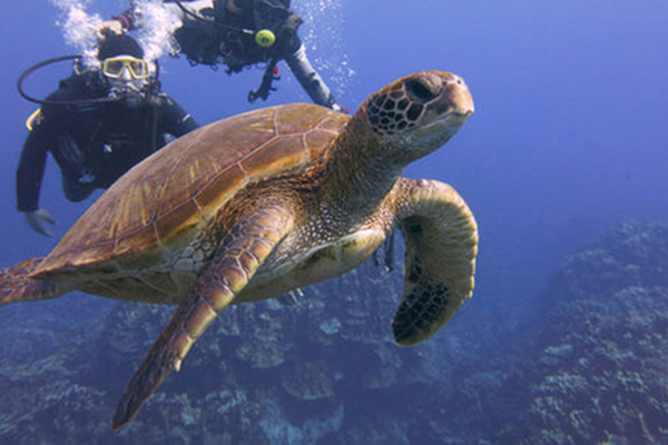 Buceo – Bautizos (Primera Inmersión)