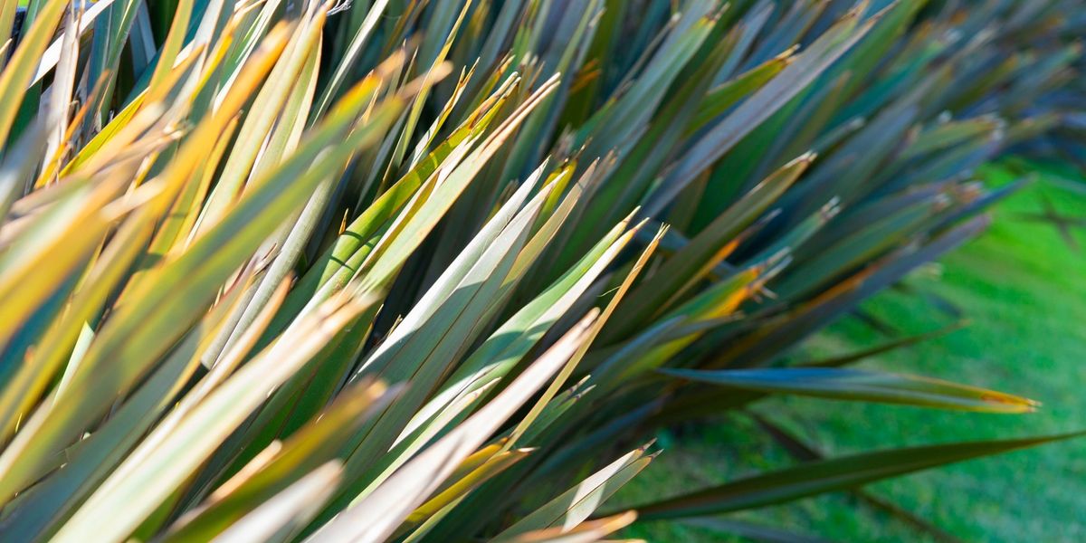 Apart Hotel Valeria Playa 