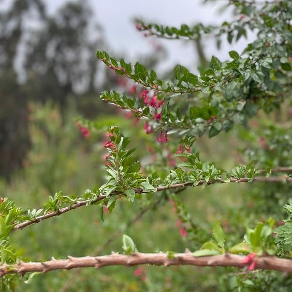 Parque Laguna de Zapallar