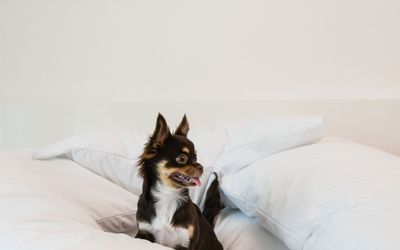 AMBARSUITE -                                 Pet Friendly                      