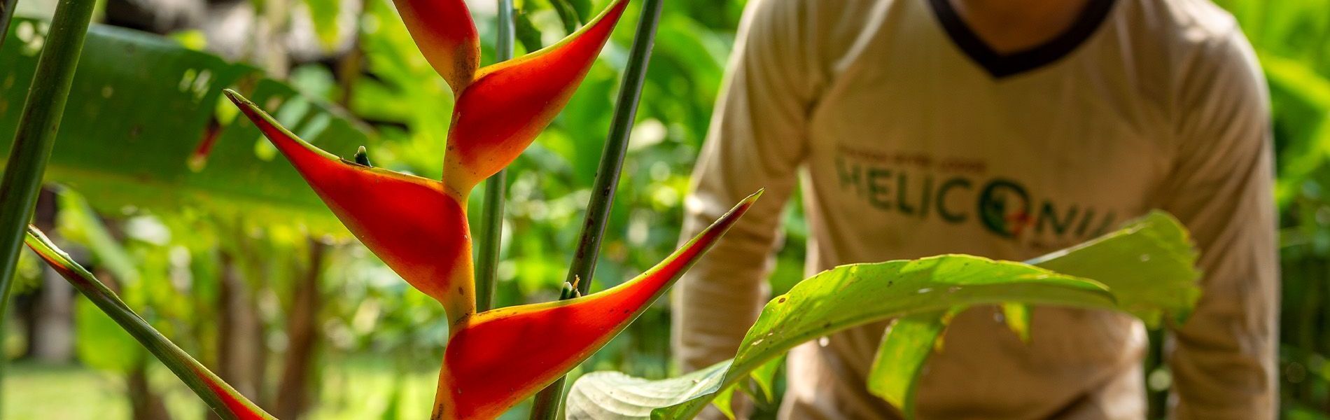 Heliconia Amazon River Lodge