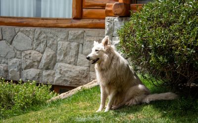 PuertoPireo - Pet Friendly