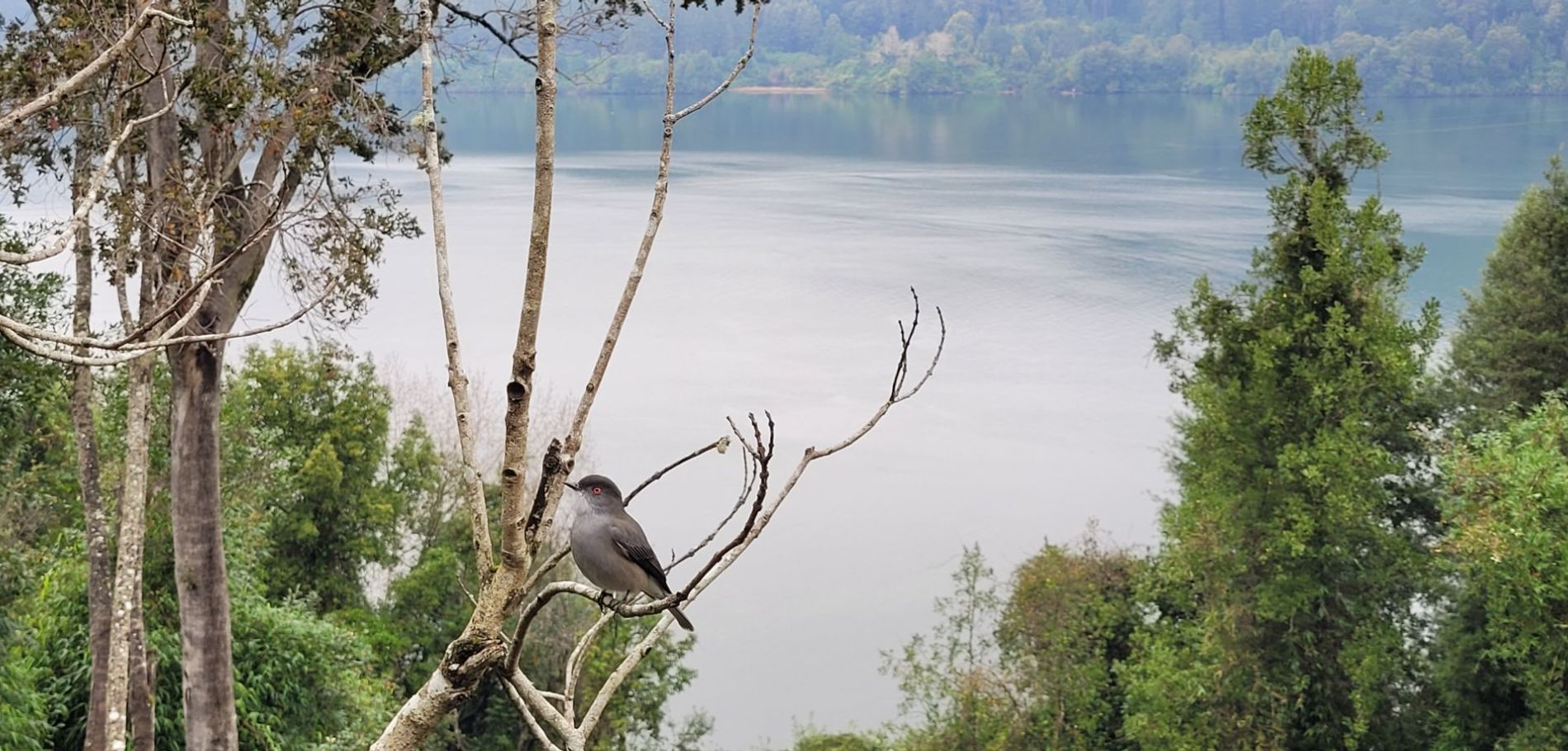 Complejo Turístico La Rueda del Chucao