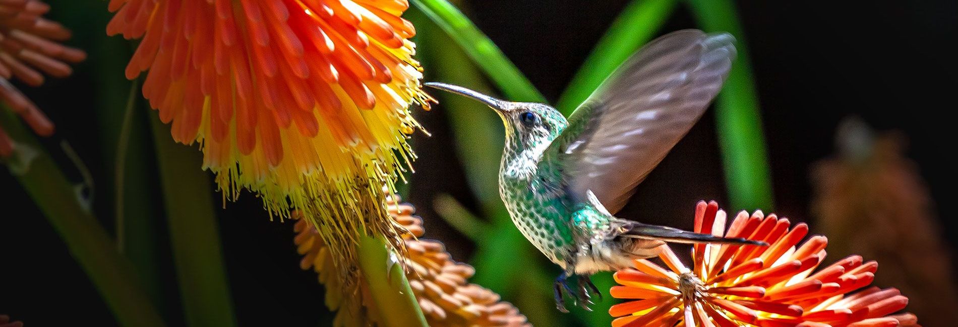 Paradise Departamentos