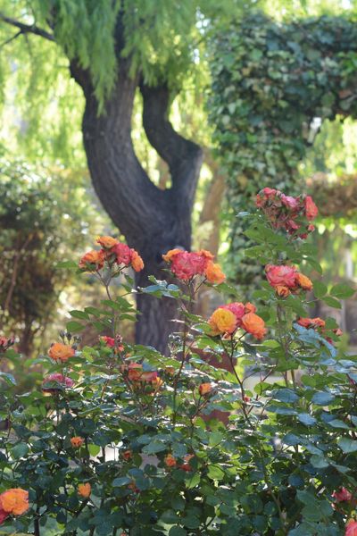 Cabañas Carü Leufu