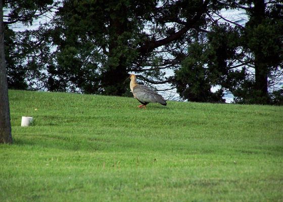 Costa Brava Apart Hotel & Suites