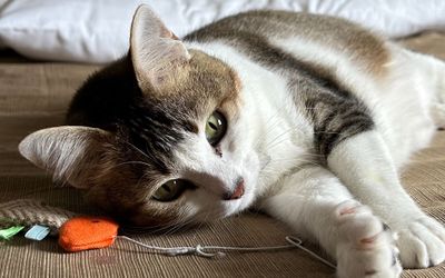 HotelPatagonia - ¡Somos Pet Friendly! 