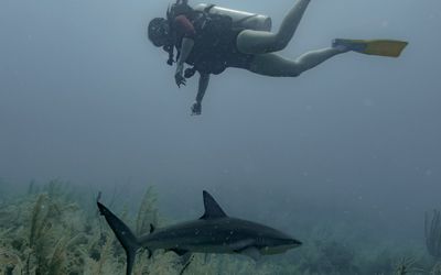 YellowHomeProvidence - BUCEO  AFICIONADO Y PROFESIONAL