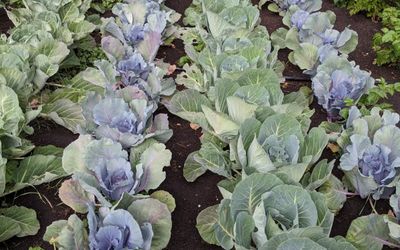 EqusPosadadeCampo - Huerta Organca