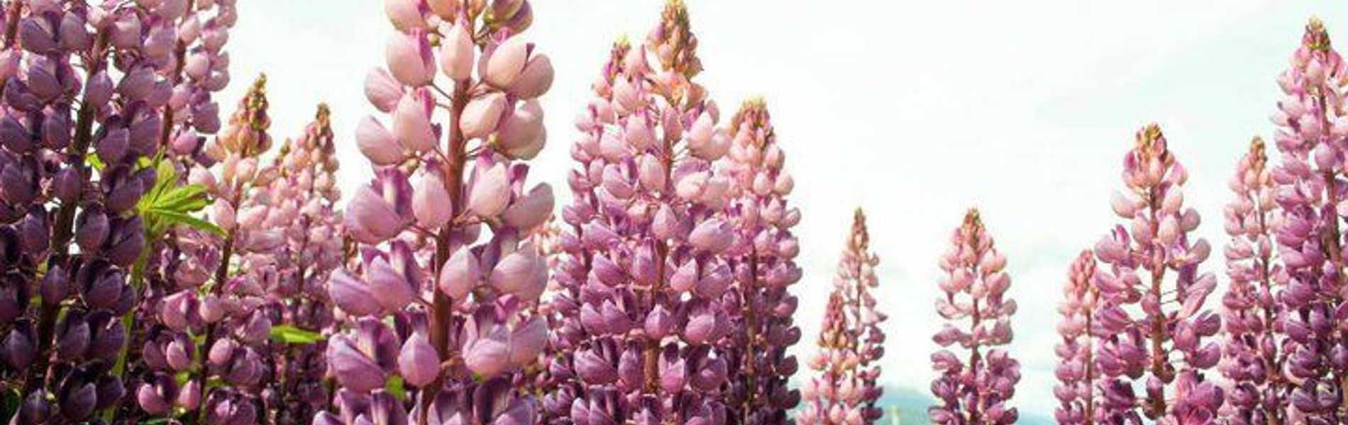 Cabañas Aldea Nevada