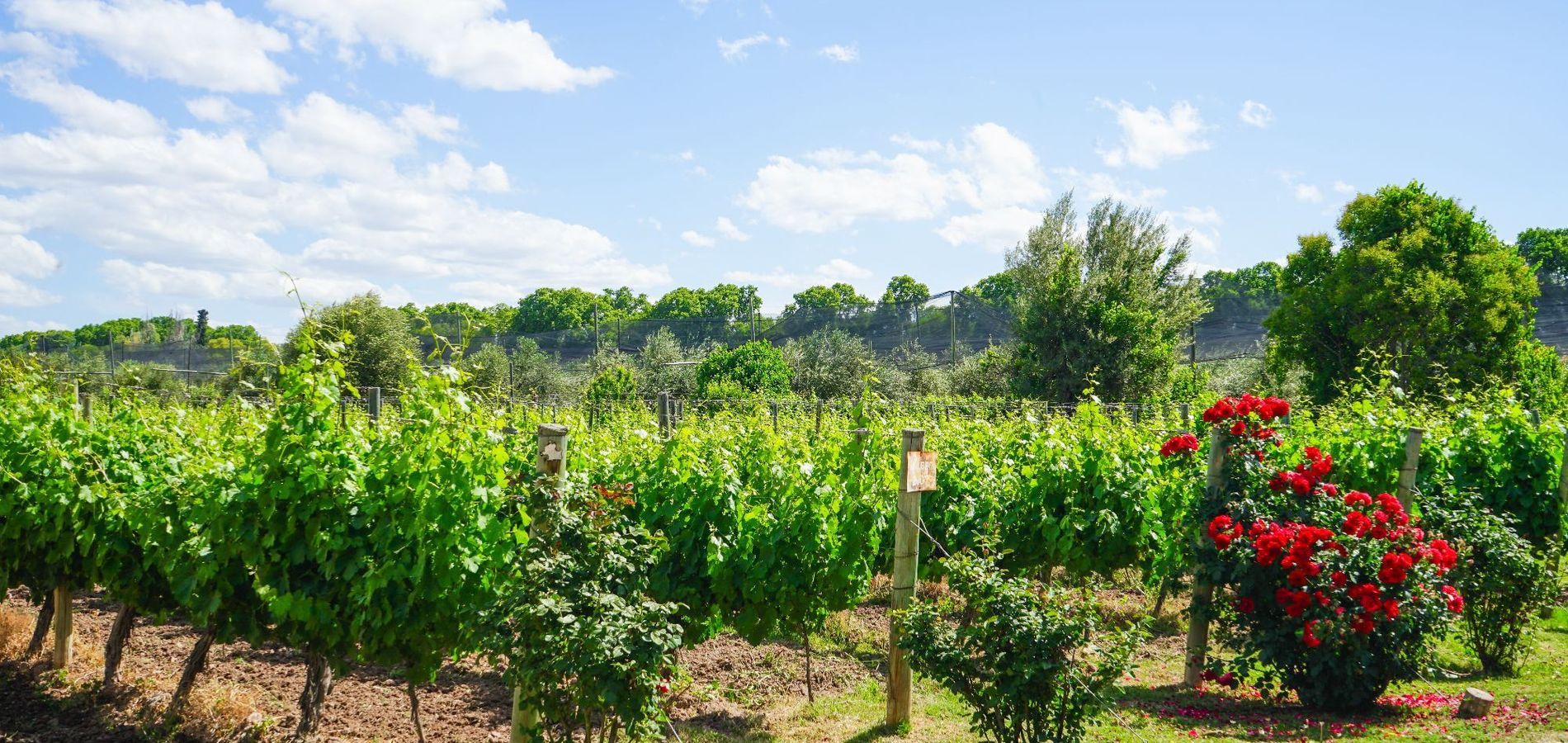 Posada Cavieres Wine Farm