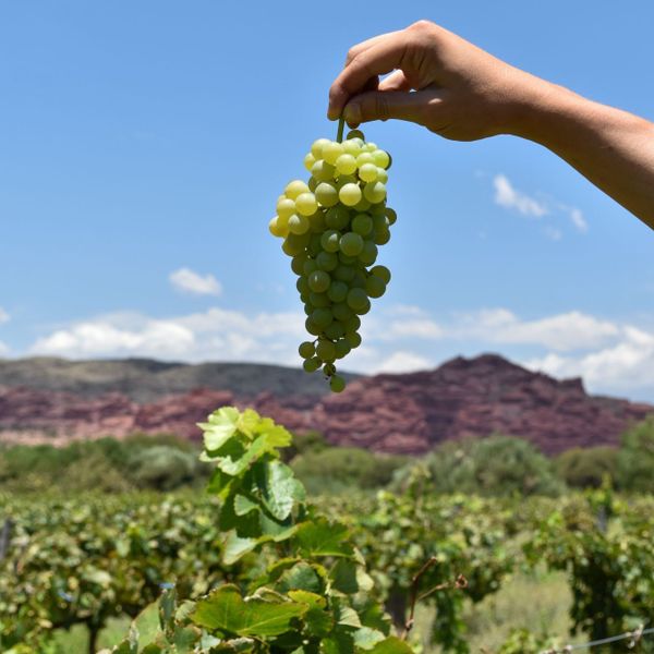 La Casa De La Bodega - Wine Boutique Hotel