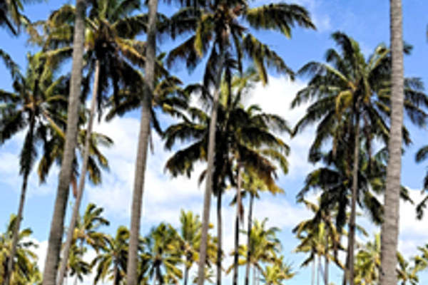 Día de descanso en Anakena