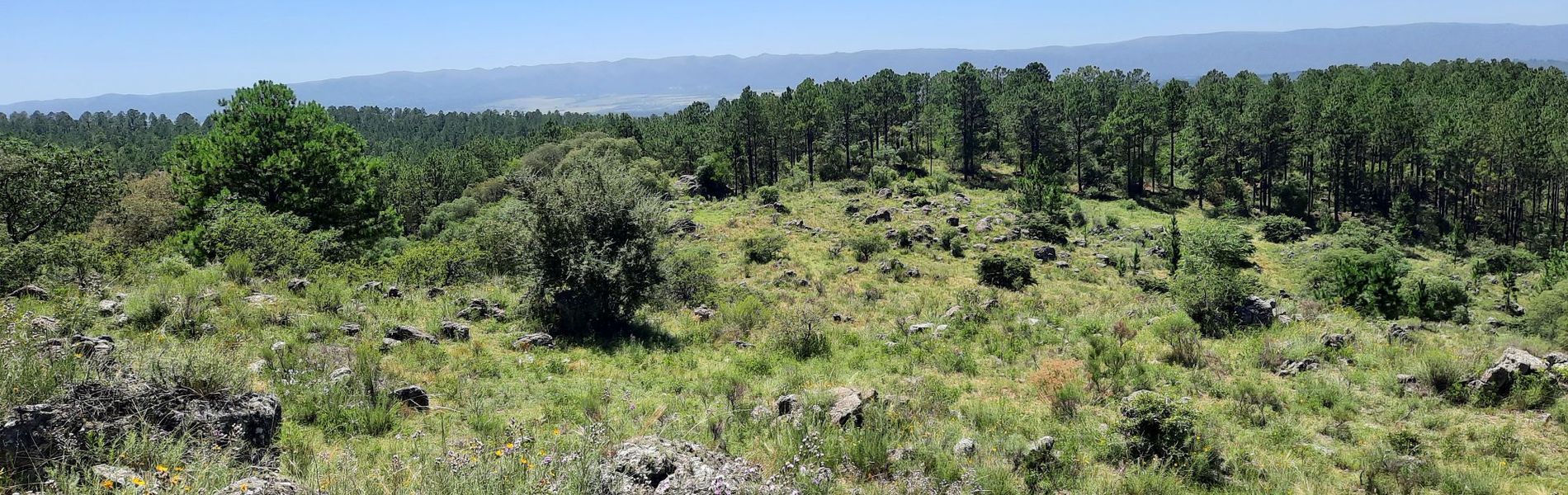 Caminatas por el Bosque