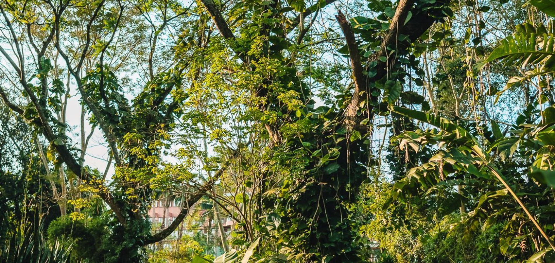 Raíces Amambai Lodges
