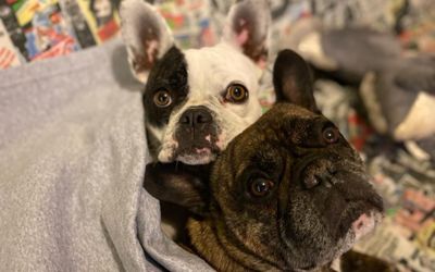 GoldenBeachResortSpa - 
                                    Mascotas Permitidas                                