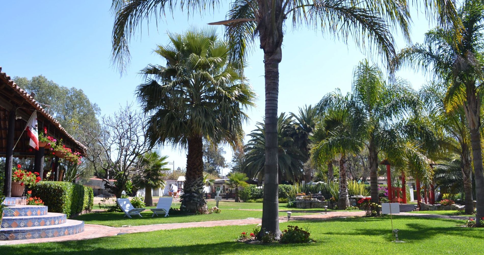 Teotihuacan Palms