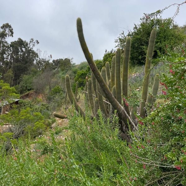 Parque Laguna de Zapallar