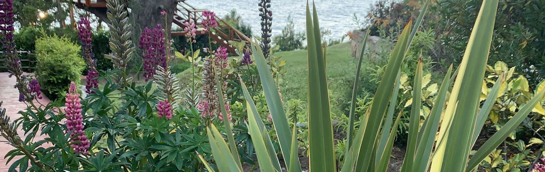 Disfruta nuestro hermoso Jardín!!