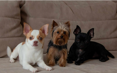 MiradoresdelBosqueApartSpa - 🐾 Aceptamos Mascotas